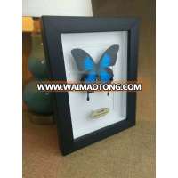 3D Deep solid wood shadow box photo frames for Butterfly specimens frame